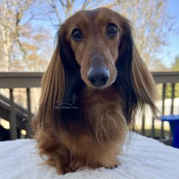 Boris - Dachshund