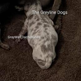 Cedar -AKC Full - Dapple male Dachshund puppy in Bates City, Missouri from Gray Wall Dachshunds