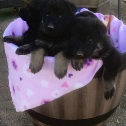 German Shepherd Puppies from War Cry German Shepherds