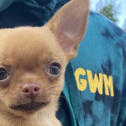 Chihuahuas from Steadfast Chihuahua’s