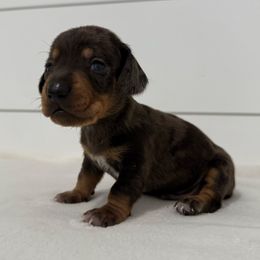 Whiskey - Dapple male Dachshund puppy in Callahan, Florida from Little Foot Kennels