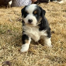 Clove - Black tri female Miniature Australian Shepherd puppy in Bozeman, Montana from +s mini Aussies