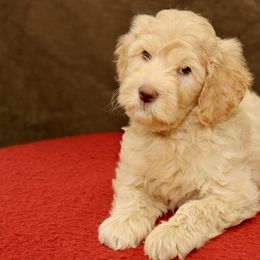 Leo - Caramel cream male Australian Labradoodle puppy in Stanwood, Washington from Victoria Creek Australian Labradoodles