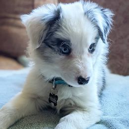 Border Collie Puppies from Cascade Sun Kennels