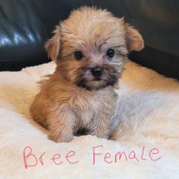 Maltese and Morkie Puppies from K and E Small Breed Puppies