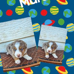 Mars - Red merle male Miniature Australian Shepherd puppy in Lubbock, Texas from Texas Bluebonnet Herders