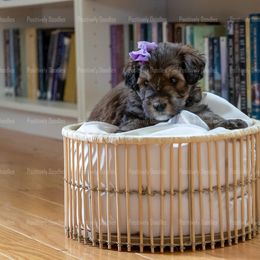 Bernedoodle and Cavapoo Puppies from Positively Doodles