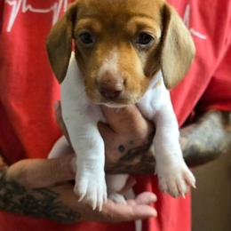 Pixel - Piebald male Dachshund puppy in New Caney, Texas from BouncinMiniWeenies