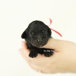 Red Collar Boy - Black male Cavapoo puppy in Republic, Missouri from Red Skye Puppies