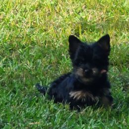 Yorkshire Terrier Puppies from Wild Azalea Yorkies on FB