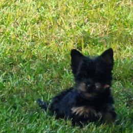 Yorkshire Terrier Puppies from Wild Azalea Yorkies on FB