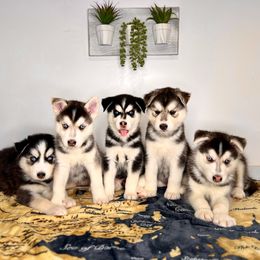 Maltese and Siberian Husky Puppies from Nyx’s Pack