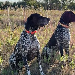 German Shorthaired Pointers from Russell's GSPs