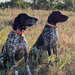 German Shorthaired Pointers from Russell's GSPs
