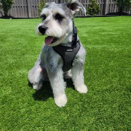Miniature Schnauzer and Poodle All Grown Up from Schaible Schnauzers