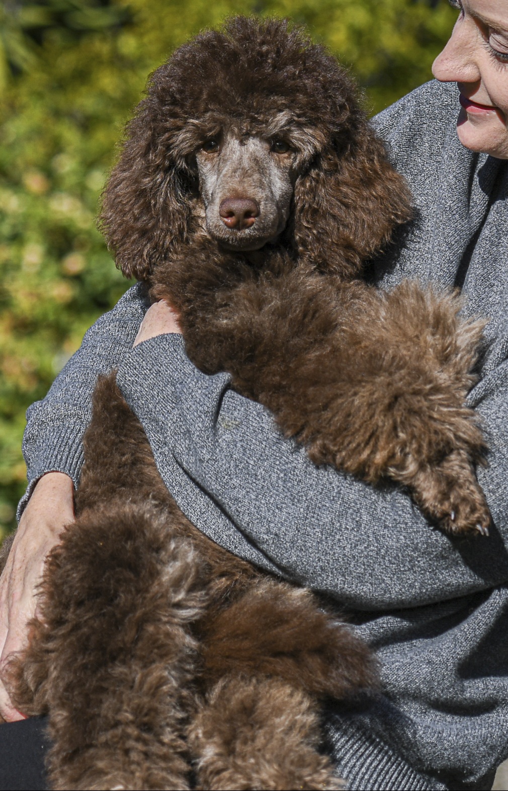 Mr. Pickles - Poodle