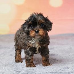 Liam - Merle male Cavapoo puppy in Apple Creek, Ohio from Grandeur Valley Puppies