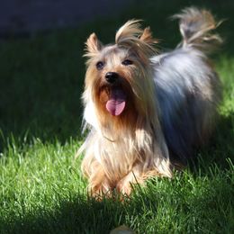 Noah - Yorkshire Terrier