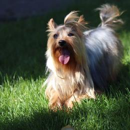 Noah - Yorkshire Terrier