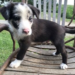 Border Collie Puppies from By Design Farm