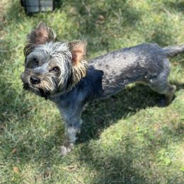 Diamond - Yorkshire Terrier