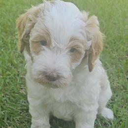 Nugget (blue collar) - Parti male Goldendoodle puppy in Fayetteville, North Carolina from Frannie's Goldendoodle Puppies