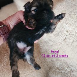 Angel - Black and tan female Shih Tzu puppy in Center Point, Iowa from Puppies in a Box Shih tzus