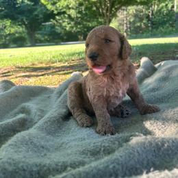 Boy 5 - Red  male Goldendoodle puppy in Shippensburg, Pennsylvania from Diller Doodle Pups