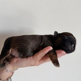Puppy 3 - Chocolate and tan male Shih Tzu puppy in Lynnwood, Washington from Caroline's Shih Tzus