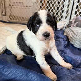 Matcha - White and black female Xoloitzcuintli puppy in Manitowoc, Wisconsin from Wonderland Kennel