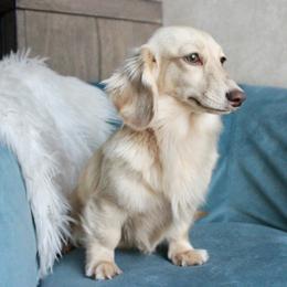 Talon - Dachshund
