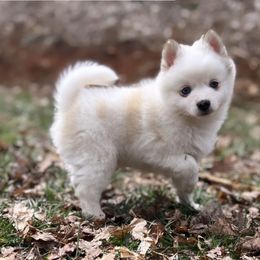 Duckie - Pomsky puppy in Grass Valley, California from Karalot Pomskies