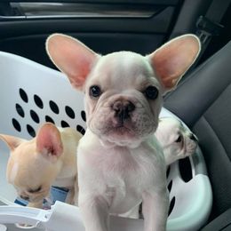 French Bulldog Puppies from J&A Bulldogges