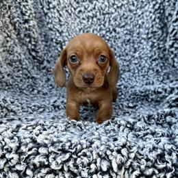 Dachshund Puppies from Dachshunds of Bunch