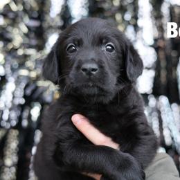 Frosty - Black male Labrador Retriever puppy in Williamston, Sc, South Carolina from Dutton Dog Co & Dalla Grazia Doberman