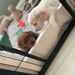 Goldendoodle Puppies from Teddy Grace Doodles