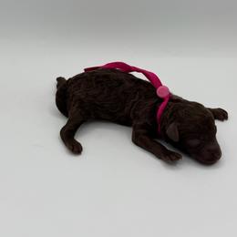 Twix - Brown female Poodle puppy in Southampton, New Jersey from Lavishly Loved Pets LLC