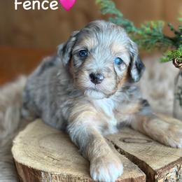 Fence - Blue merle female Aussiedoodle puppy in Lancaster, Minnesota from Finney Ranch