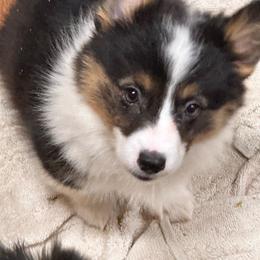 Girl 1 - Black and tan female American Corgi puppy in Hico, Texas from Chisholm Trail Kennels