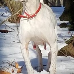 German Longhaired Pointers from Doug's Pups