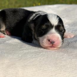 Dandelion - Black and tan female Pembroke Welsh Corgi puppy in Fairchild, Wisconsin from Reigning Corgis