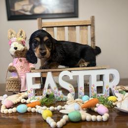 Poppy - Black and tan female Dachshund puppy in Dawson, Alabama from Bells Dashing Dachshunds