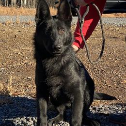 Nightingale Vom Top Gun - Black female German Shepherd puppy in Great Cacapon, West Virginia from Top Gun Shepherds, LLC