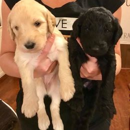 Goldendoodle Puppies from Cooley Doodles
