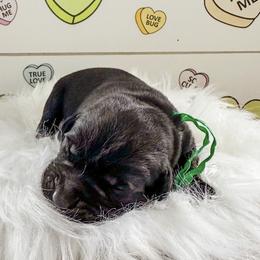 Mr Green Collat - Black male Labrador Retriever puppy in Lake City, Michigan from Loon Lake Labradors