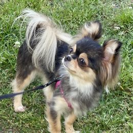 Kitty - Chihuahua
