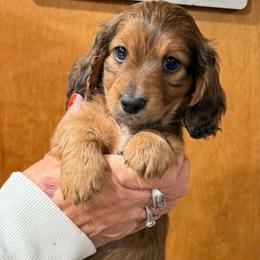 Bendy - Sable male Dachshund puppy in Maidsville, West Virginia from L&B Lowriders