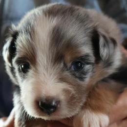 Girl 1 - Blue merle female Miniature American Shepherd puppy in Rensselaerville, New York from Callen Kennels