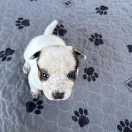 Girl 2 - Blue female Australian Cattle Dog puppy in Valley Mills, Texas from Bottoms Up Cattle Dogs
