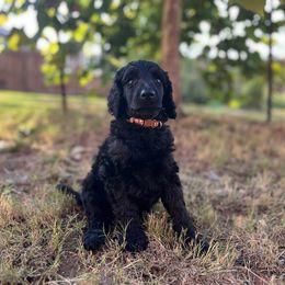 Poodle Puppies from Tyler Family Poodles